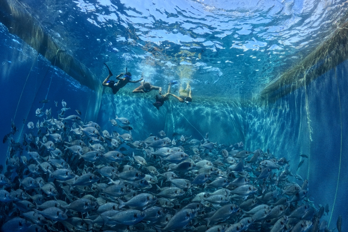 Marine Sealife Excursion (web)