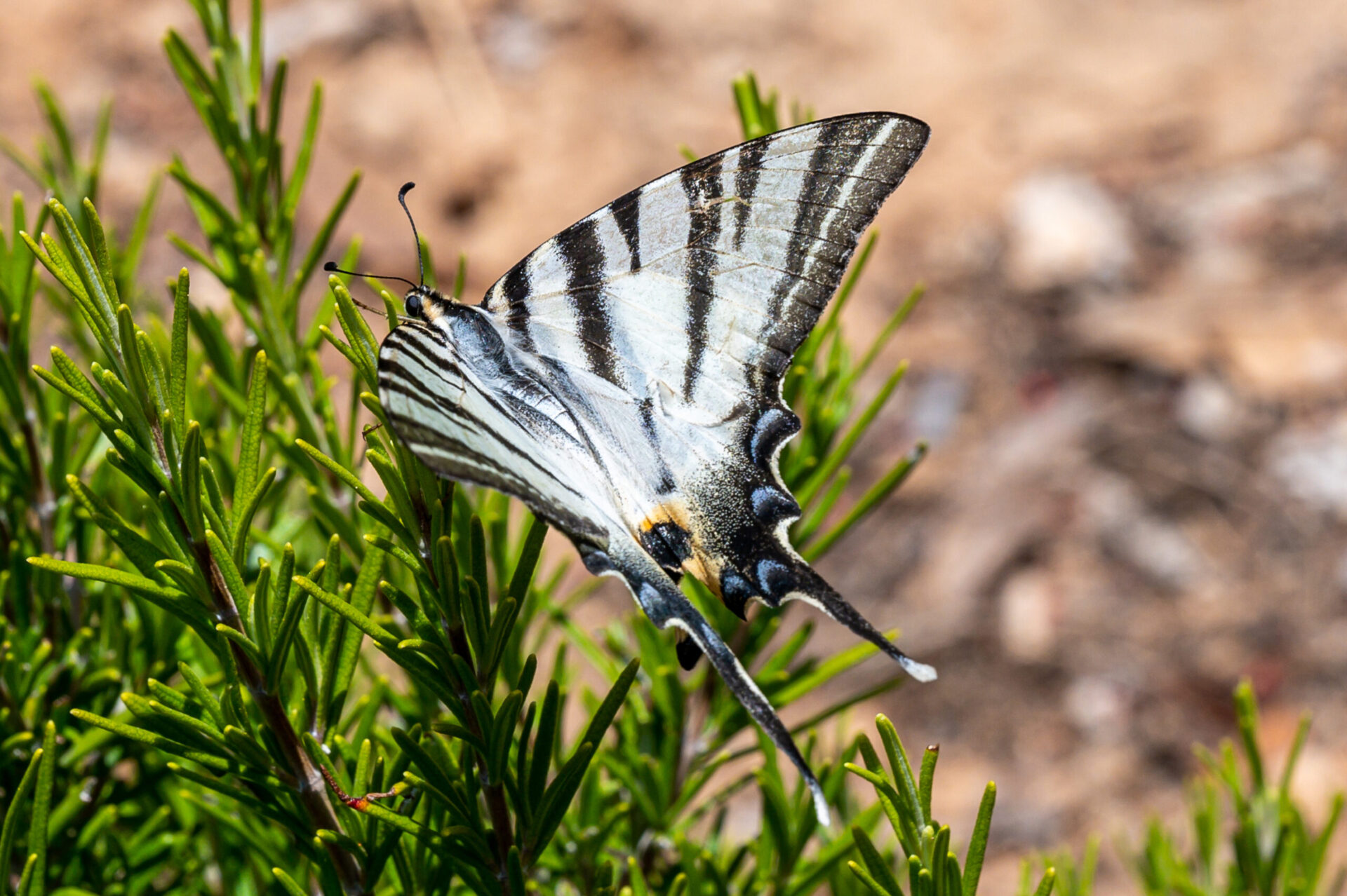 Close-up of a swallowtail resting on a plant, found in Valley of Butterflies in Rhodes island, Greece.