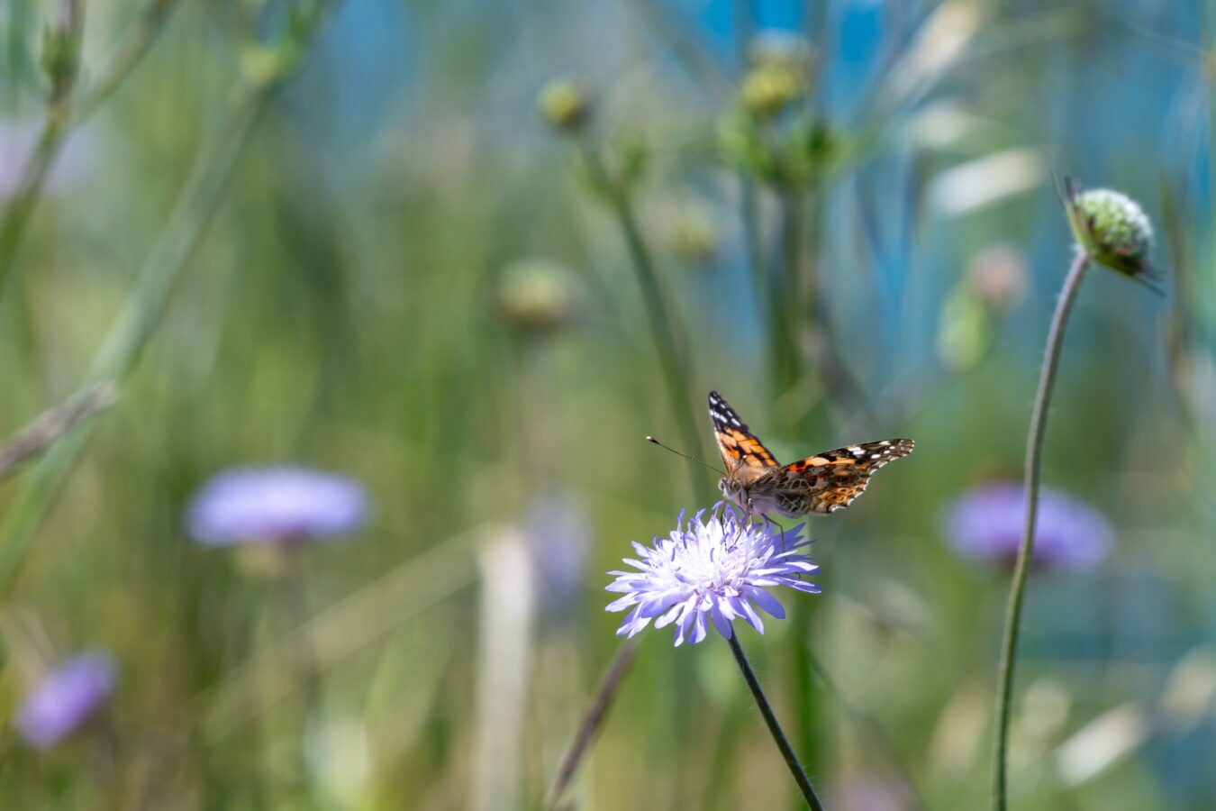 Explore the richness of Rhodes nature and wildlife with this guide by H Hotels Collection.